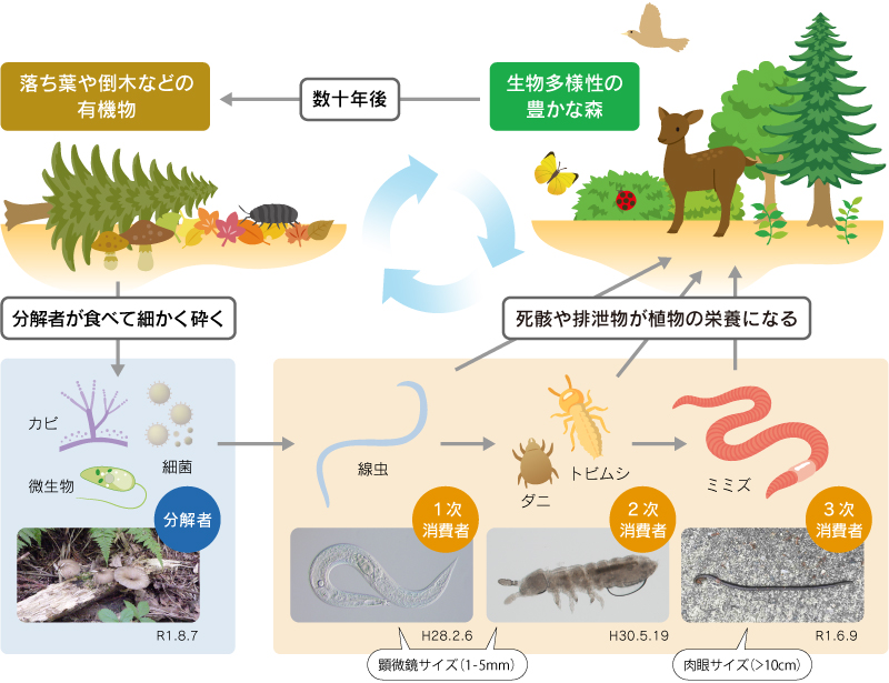 【図1】土壌生物の食物網の概念図。土壌生物どうしの「喰う」，「喰われる」の関係は豊かな森の成立に貢献している。