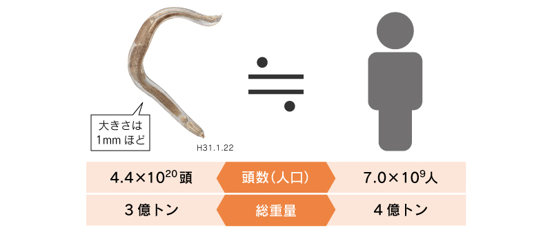 【図2】線虫(センチュウ)とヒトの 頭数(人口)と総重量。線虫はヒトに匹敵する総重量を誇る。