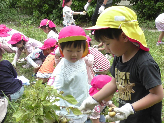 野菜の収穫(R5.5.26)