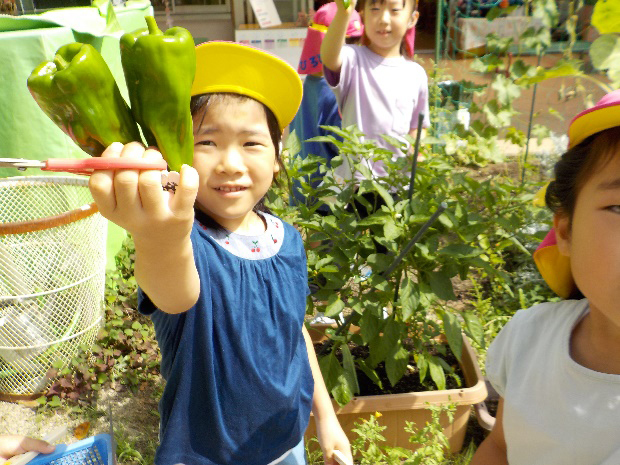 夏野菜の収穫(R5.7.7)