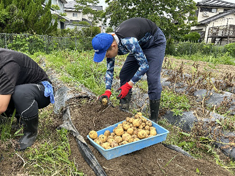 じゃがいもの収穫(R5.6.13)