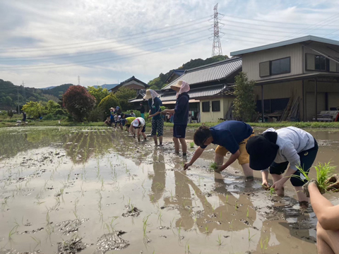 田植え(R5.5.3)