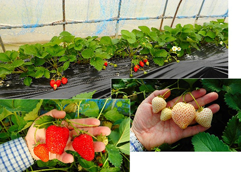 図3　イチゴ栽培