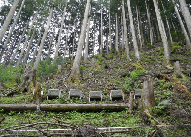 写真4 スギ林の下層植生。写真中央の採取箱で斜面の表面を移動する土砂や枝葉の量を計測する