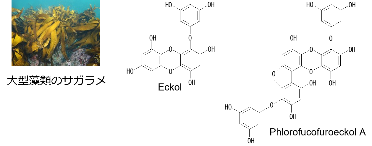 図2　大型藻類のアラメ・カジメ類に含まれる主なマリンポリフェノール