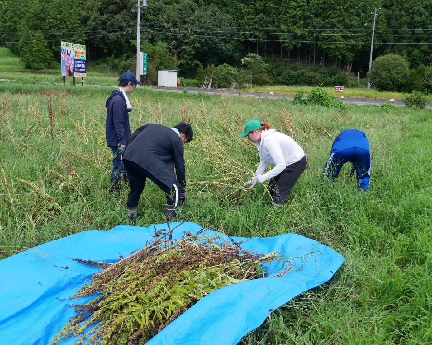 ゴマ収穫(R5.9.1)
