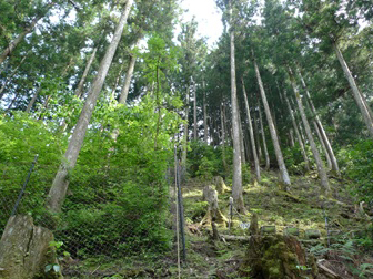 写真5 シカ柵有り(左)と無し(右)の区画の下層植生の違い(R7.7.1)